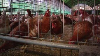 Boerenbond roept op tot verhoogde waakzaamheid na vaststelling vogelgriep