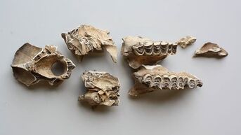Archeologen graven schedel op van dromedaris uit Romeinse tijd