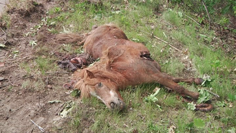 Eigenaar van ontsnapte pony's in Overpelt is gevonden