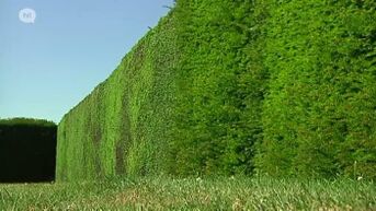 Dit jaar toch geen taxusinzameling via de recyclageparken