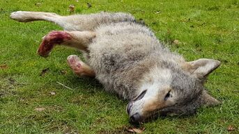 Tweede Limburgse wolf doodgereden in Opoeteren