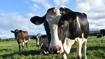 Rundertuberculose vastgesteld in Limburgs melkveebedrijf