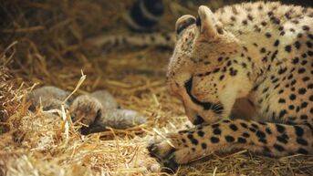Vier pasgeboren jachtluipaarden gestorven in Olmense Zoo