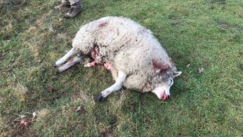 Vier schapen doodgebeten in Helchteren