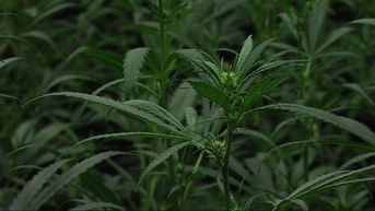 Politie ontdekt cannabisplantage bij Rotemse prins carnaval