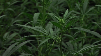 Overheid wil legale productie van medicinale cannabis