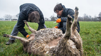 Heeft een wolf drie schapen doodgebeten in Oudsbergen?