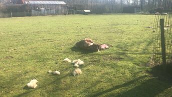 Opnieuw schaap doodgebeten in Oudsbergen