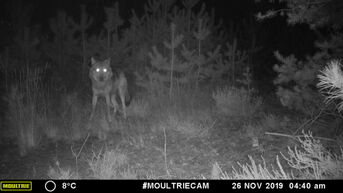 Pootafdruk van tweede wolf gevonden in Oudsbergen